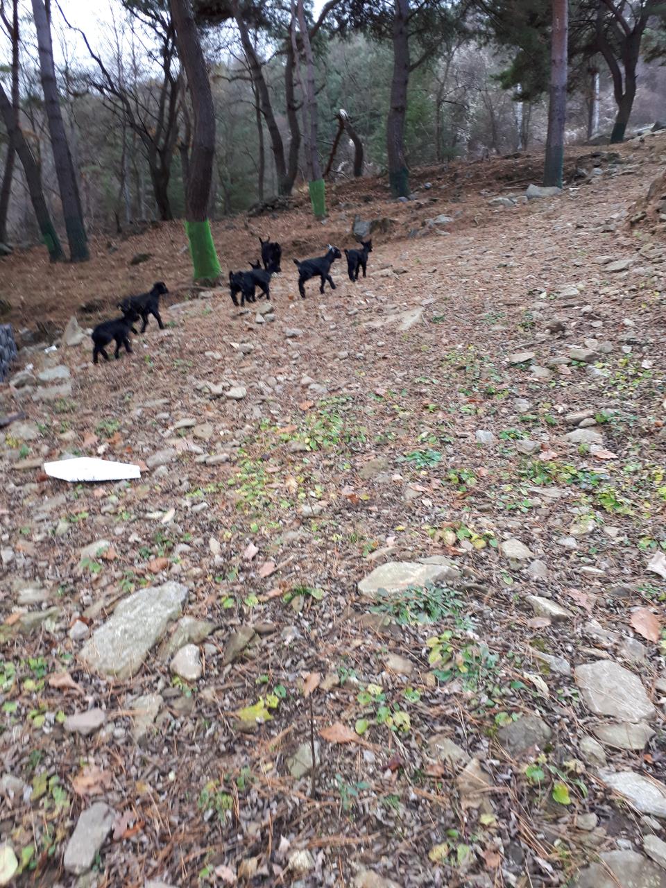 Resized_20181112_151859_2159.jpeg