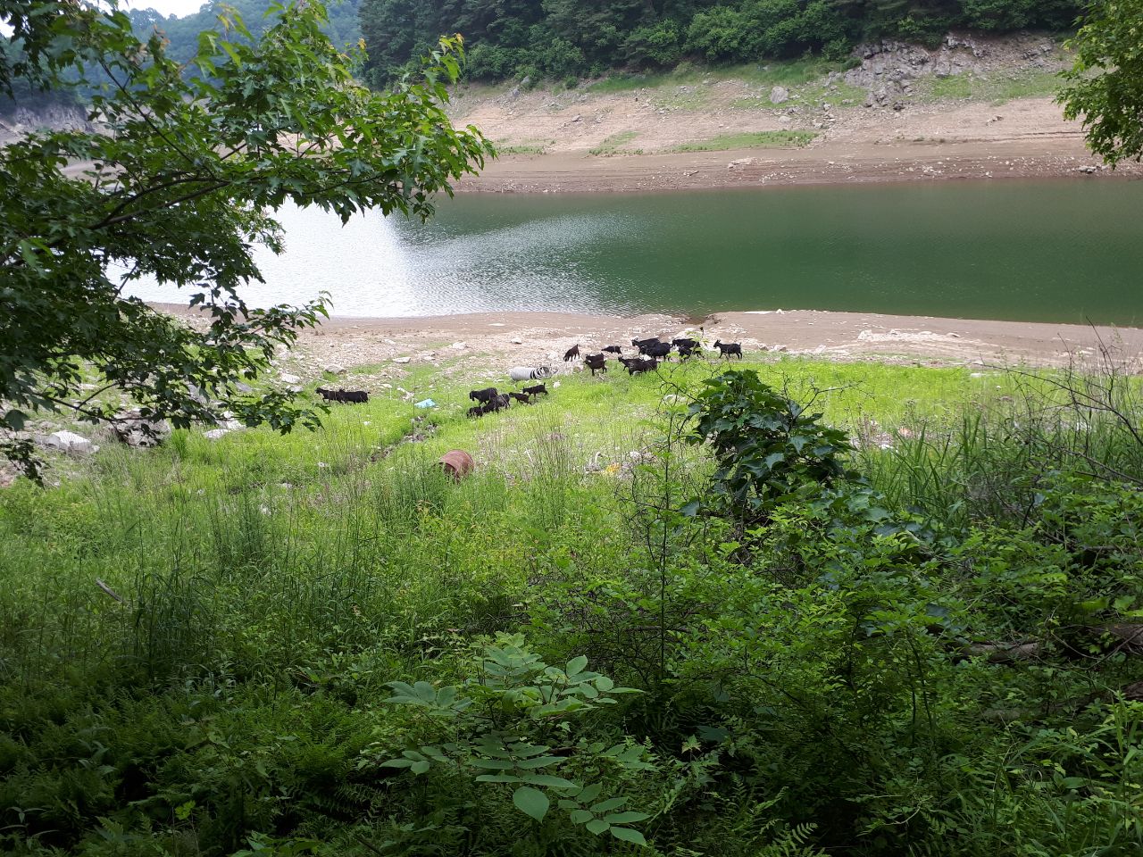 Resized_20180608_110439_3374.jpeg
