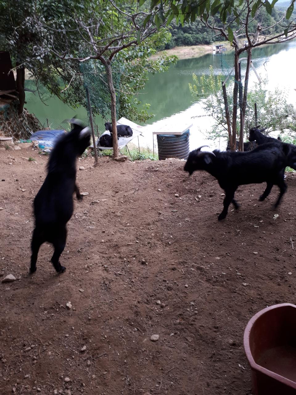 Resized_20180902_173814_001_7353.jpeg