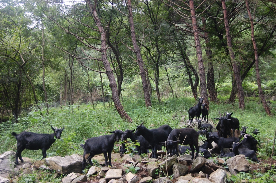 사진2007-08-27염소사진찰영 028-2.jpg